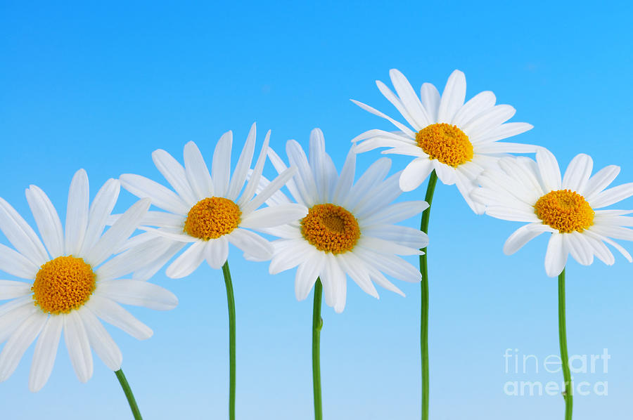 Daisy Photograph - Daisy flowers on blue by Elena Elisseeva