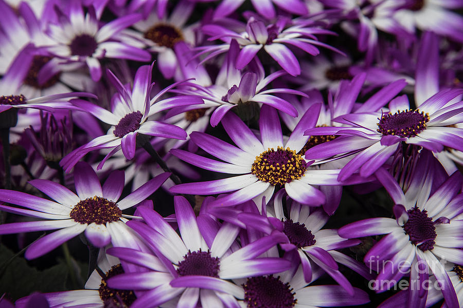 Daisy flowers-2231 Photograph by Steve Somerville