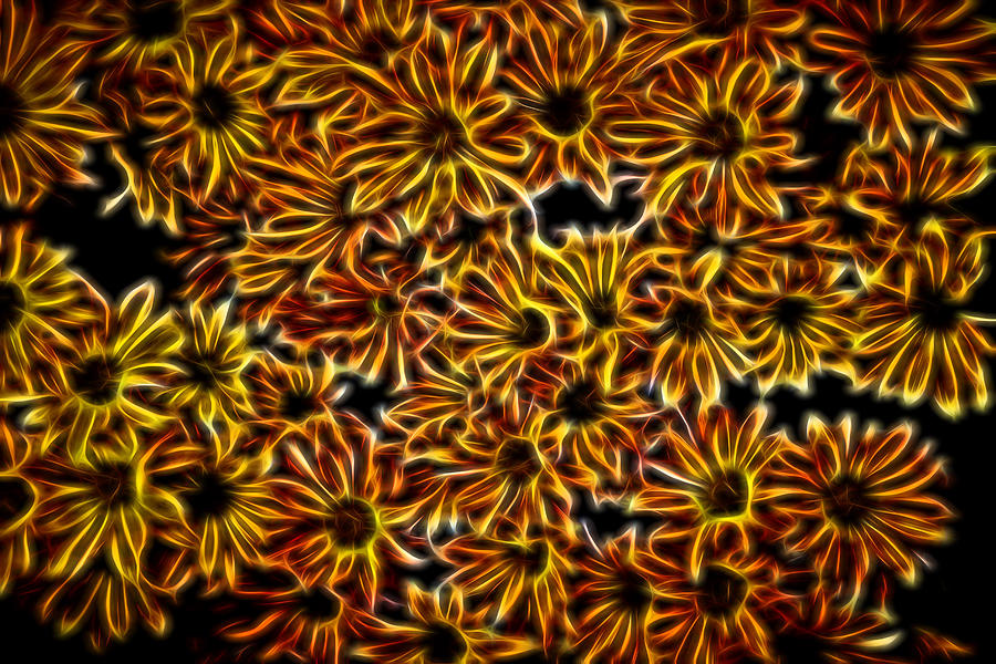 Daisy Fractal Photograph by Judy Vincent