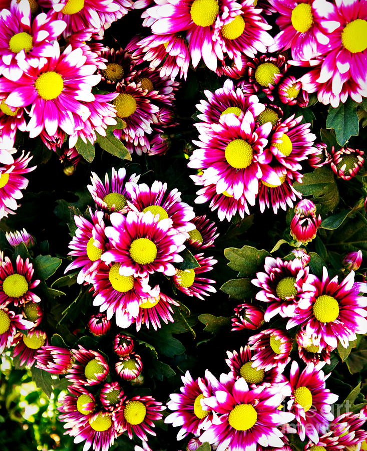 Daisy Garden Blossom Digital Art by Ian Gledhill