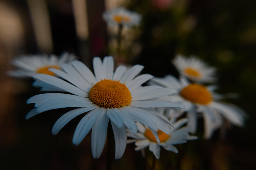 Daisy Gathering Photograph by Adria Trail
