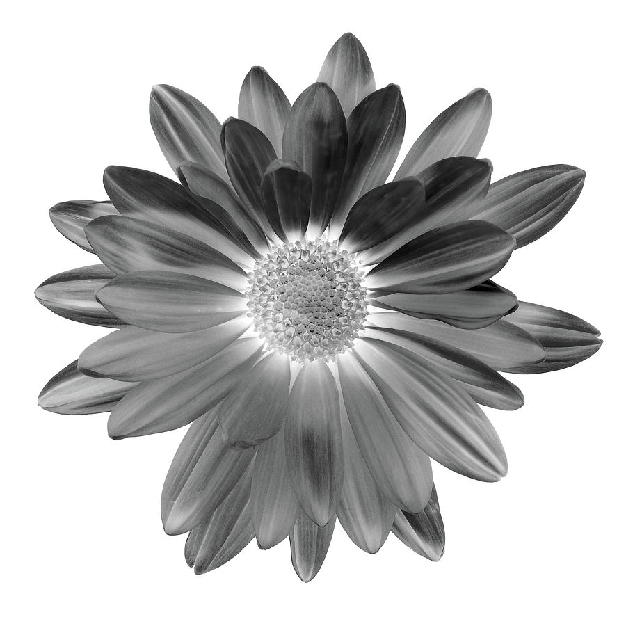 Daisy I Black and White Photograph by Lily Malor