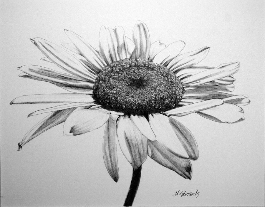 black and white daisy outline
