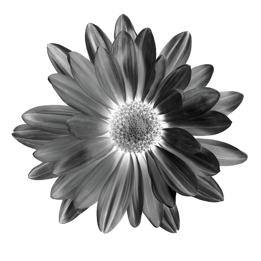 Daisy III Black and White Photograph by Lily Malor