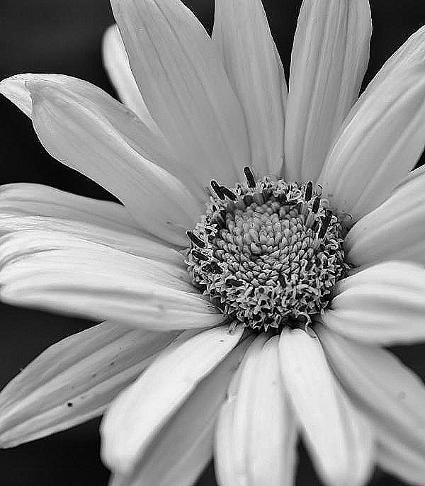 Daisy in Black and White Photograph by Bruce Bley