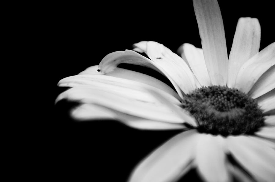 Black And White Photograph - Daisy in Black and White by Melissa  Riggs