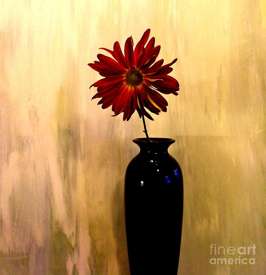 Daisy In Black Vase Photograph by Marsha Heiken