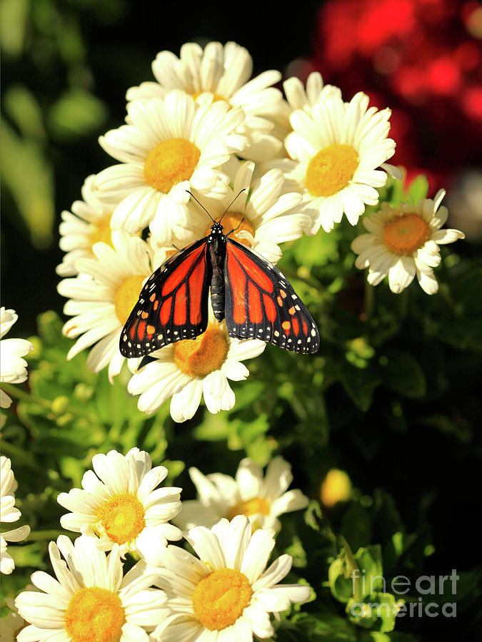 Daisy in Garden with Butterfly Photograph by Luana K Perez