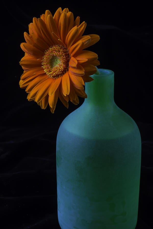 Daisy In Green Vase Photograph by Garry Gay