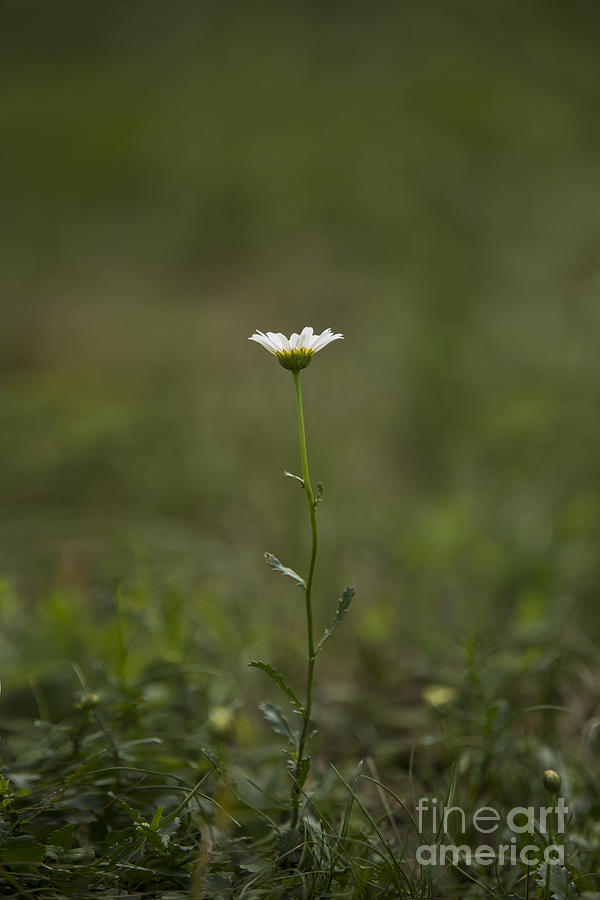 Daisy in June Photograph by Diane Diederich