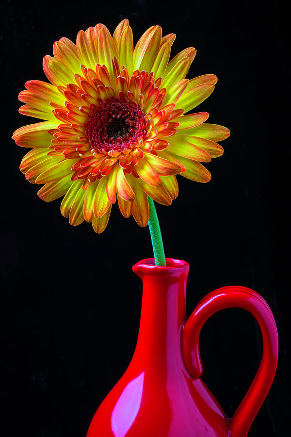 Daisy In Red Pitcher Photograph by Garry Gay