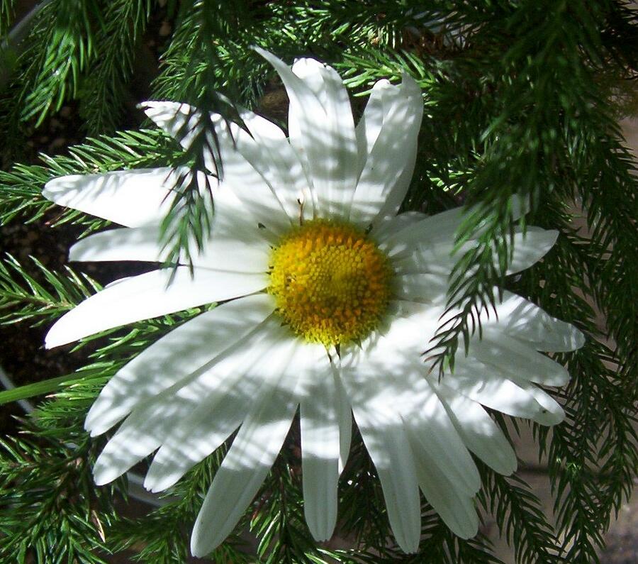 Daisy Photograph - Daisy in the Pine by Lisa Rose Musselwhite