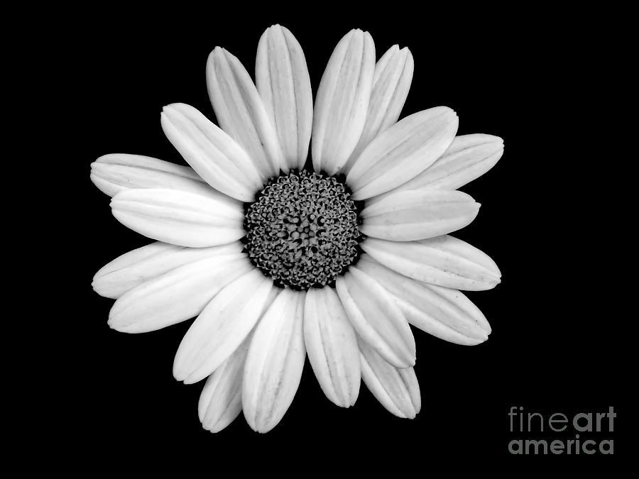 Daisy Isolation Photograph by Beth Myer Photography