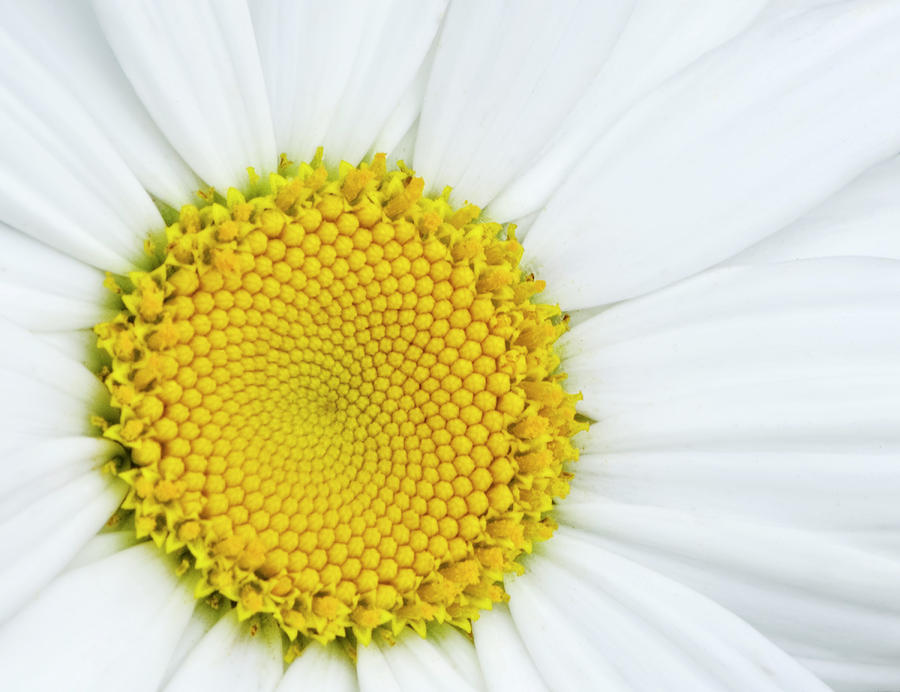 Daisy Photograph by Ken Weber - Fine Art America