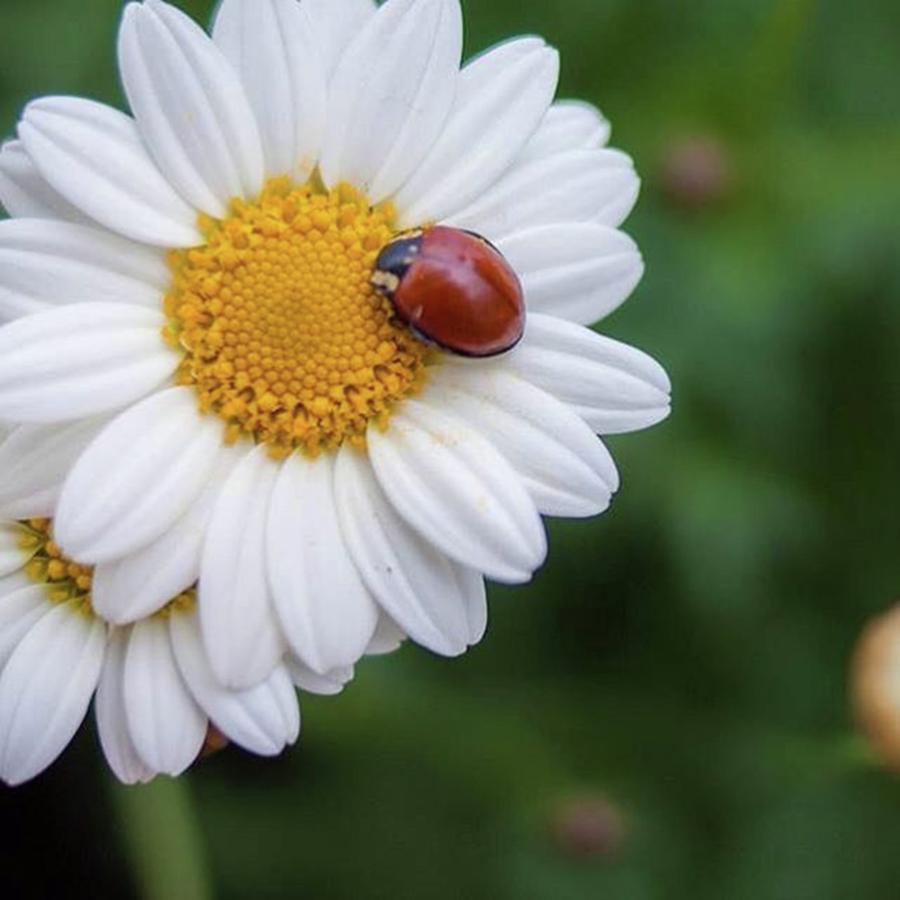 Ladybug Photograph - #daisy #ladybug #macro #flower by Melissa Helmbrecht