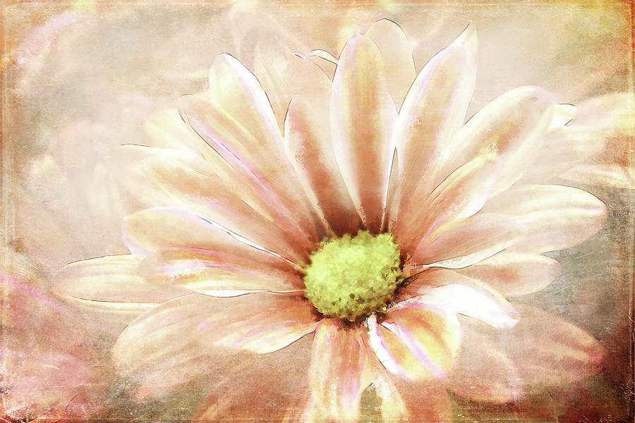 Daisy Light Digital Art by Terry Davis
