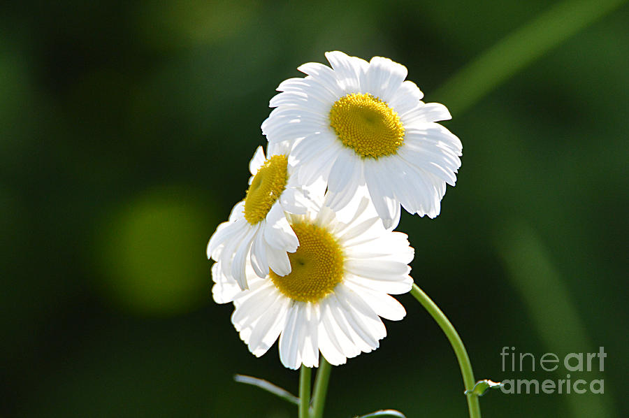 Daisy-like Wildflowers Photograph by Sheila Lee