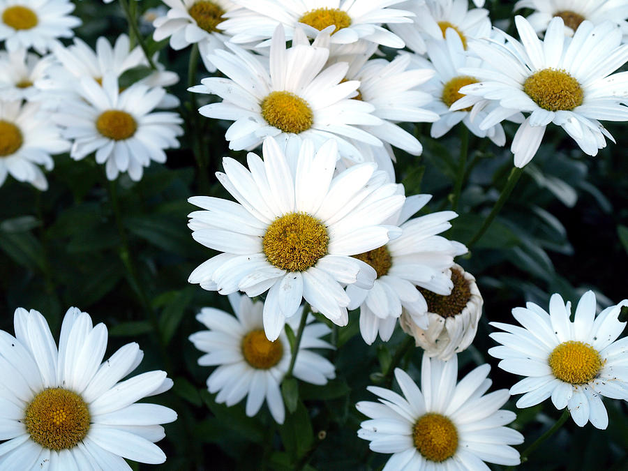 Daisy Mix Photograph by Robert Gebbie - Fine Art America