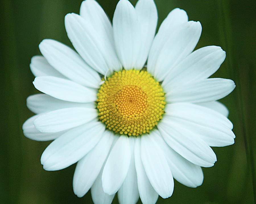 Daisy on green background Photograph by Jouko Mikkola - Fine Art America