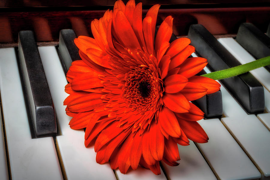 Still Life Photograph - Daisy On Piano Keys by Garry Gay