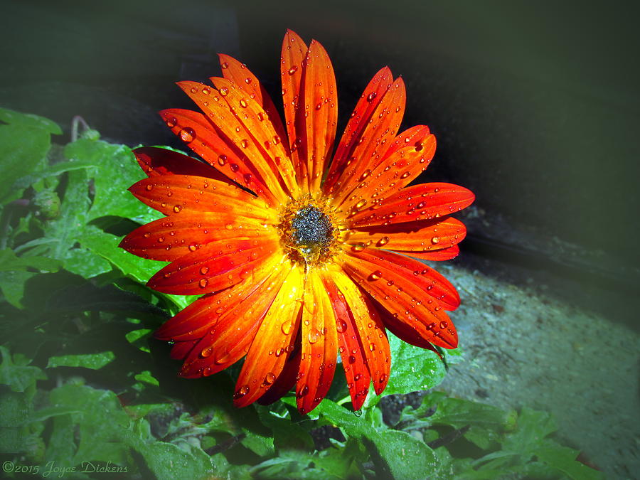 Daisy Passion Photograph by Joyce Dickens