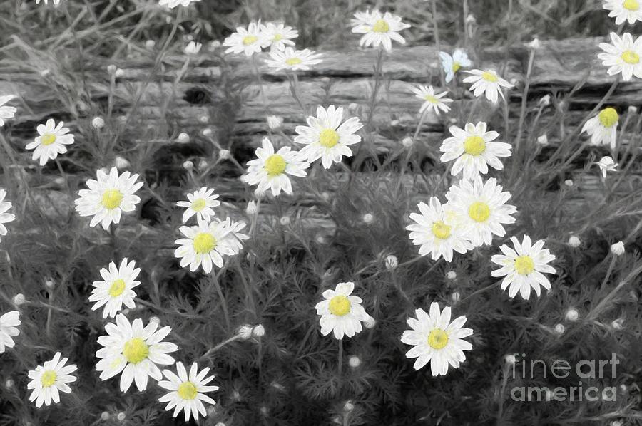 Daisy Patch Photograph by Benanne Stiens