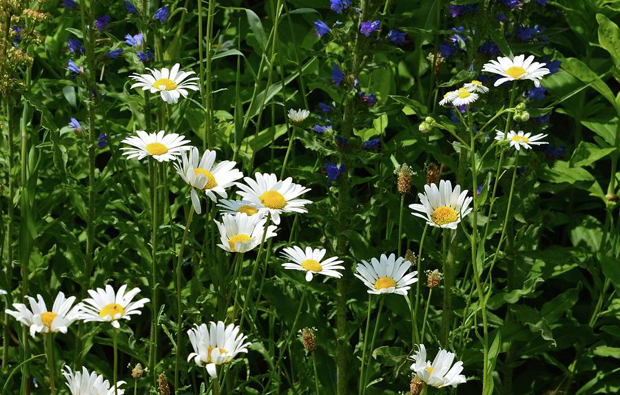Daisy Patch  Photograph by Lyle Crump