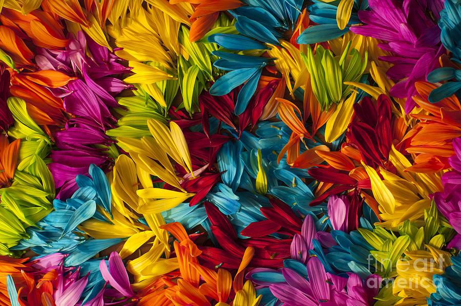Daisy Petals Abstracts Photograph by Jim Corwin