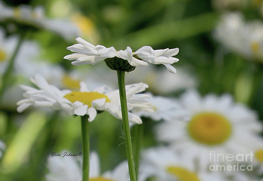 Daisy petals  Photograph by Yumi Johnson