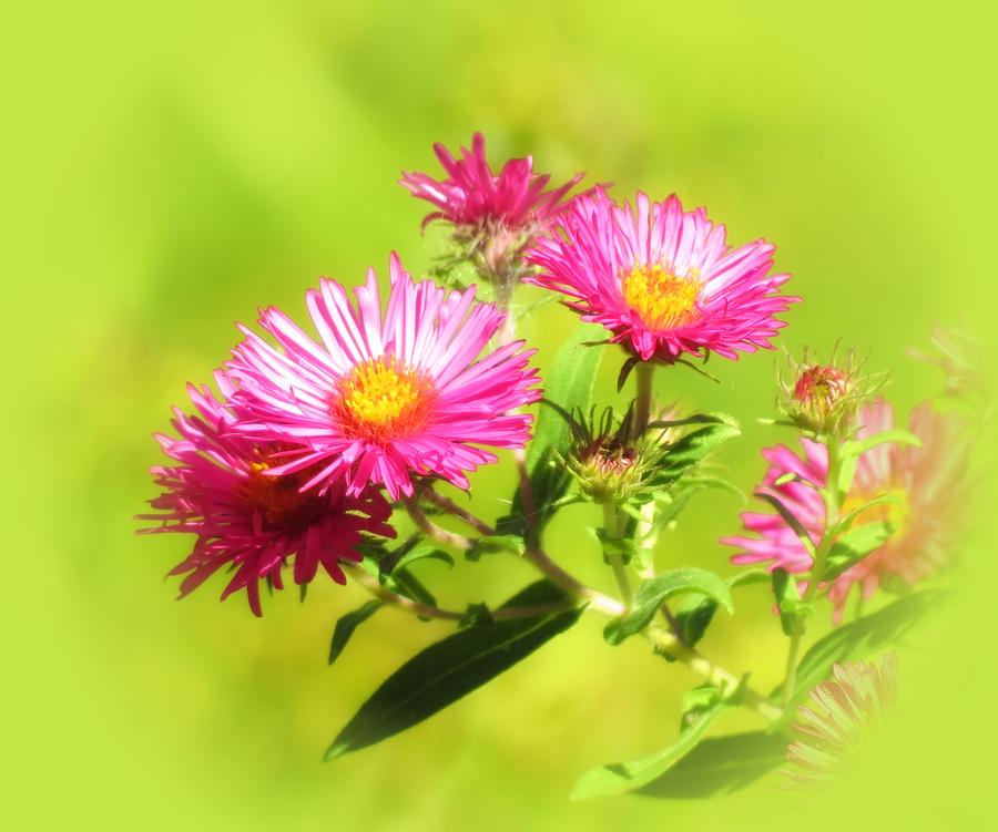 Daisy Pink on Green Photograph by MTBobbins Photography