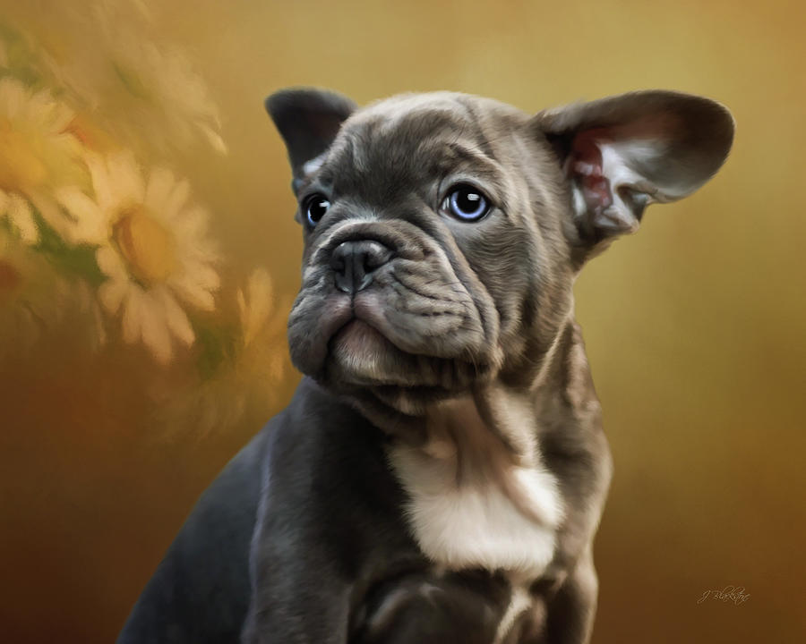 Daisy - Puppy Art Photograph by Jordan Blackstone