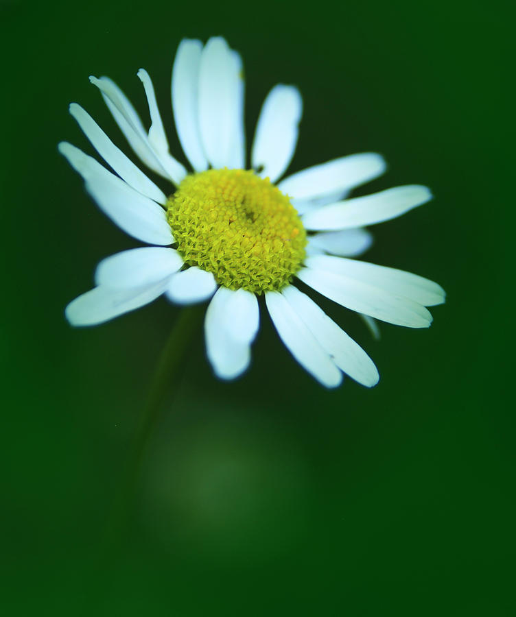 Daisy Photograph by Rick Mosher