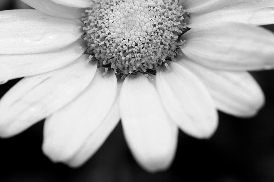 Daisy Smile - Black and White Photograph by Angela Rath