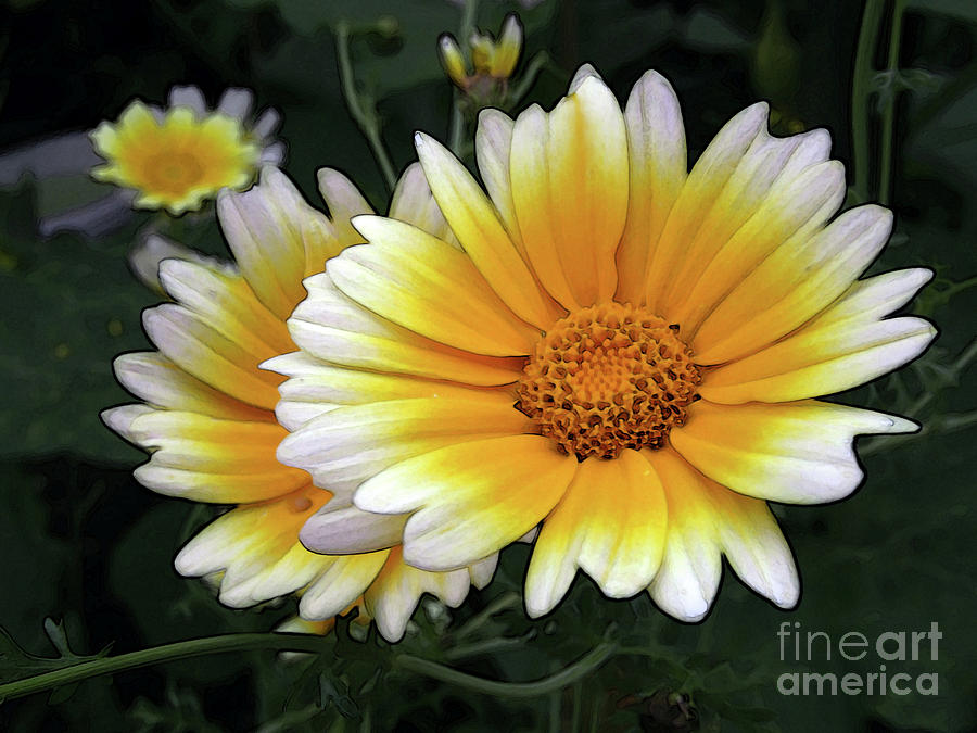 Daisy Sun 3 Photograph by Kim Tran