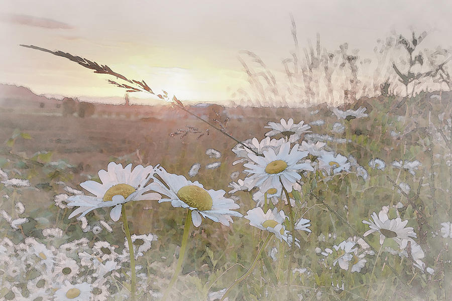 Daisy Sunset Digital Art by Catherine Avilez
