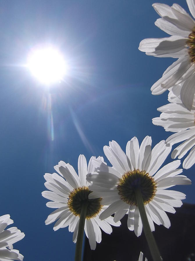 Daisy Sunshine Photograph by Rebecca Belden - Fine Art America