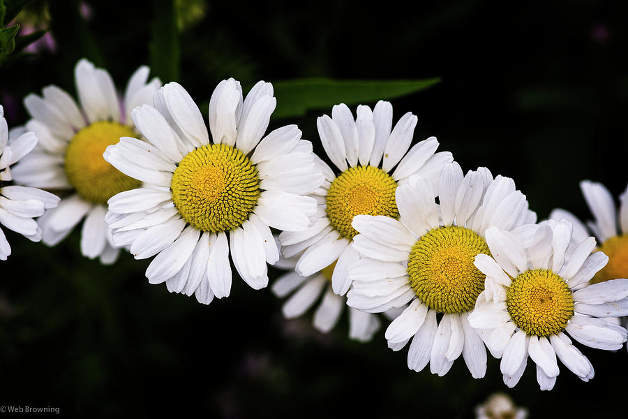 Daisy Train Photograph by Web Browning - Fine Art America