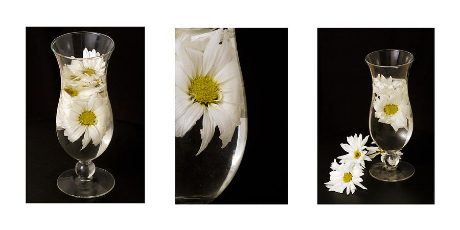 Daisy Triptych Photograph by Ayesha  Lakes