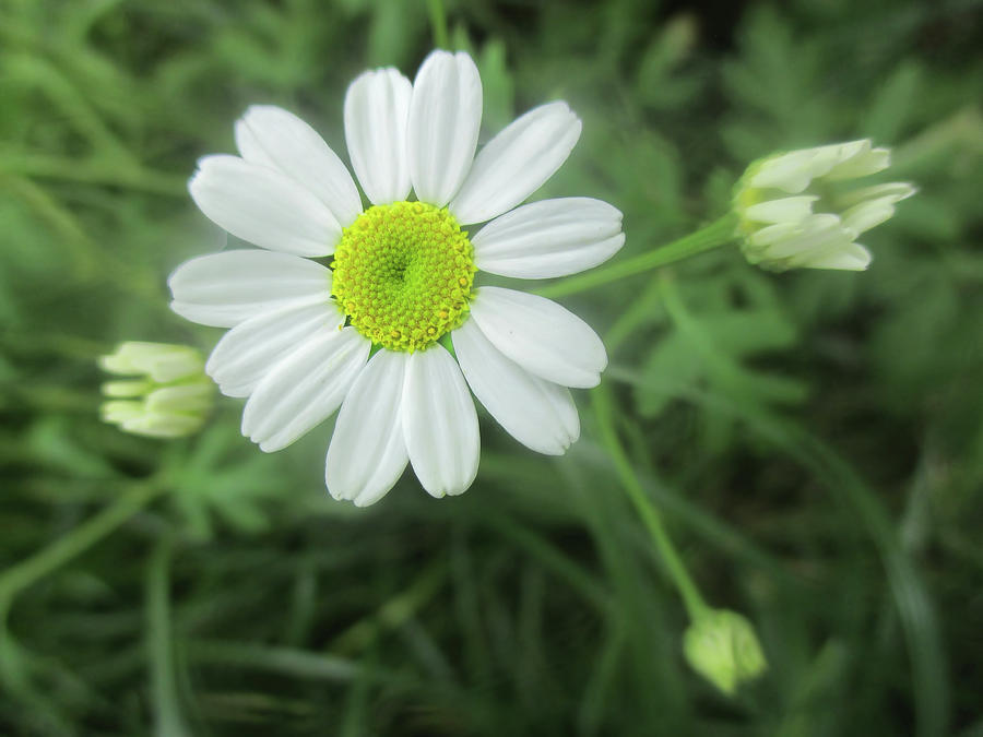 Daisy Feverfew Photograph by Valerie Anne Kelly