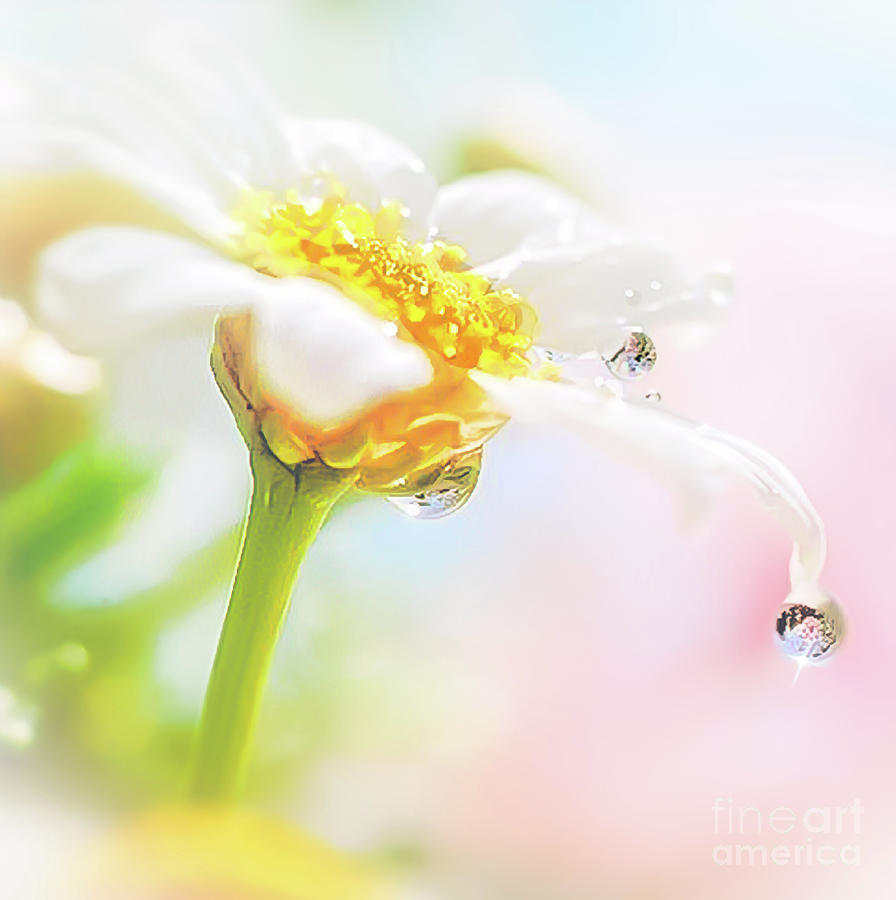   Daisy Water Drop Reflection Photograph by Peggy Franz