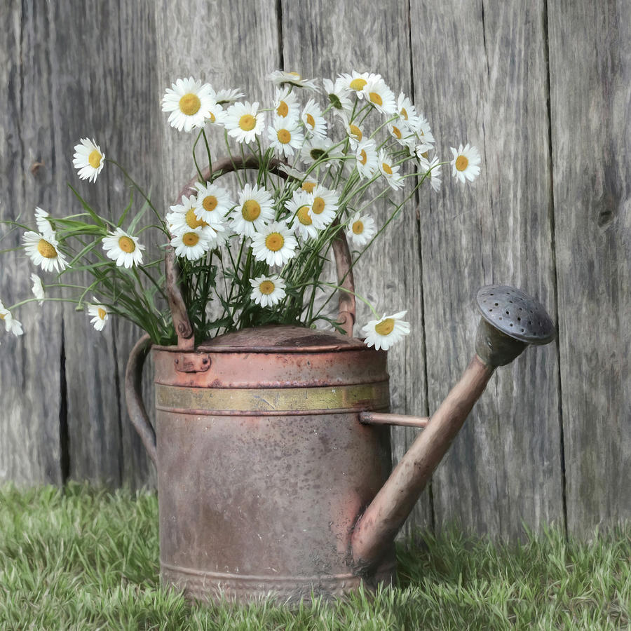 Daisy Watering Can Photograph by Lori Deiter