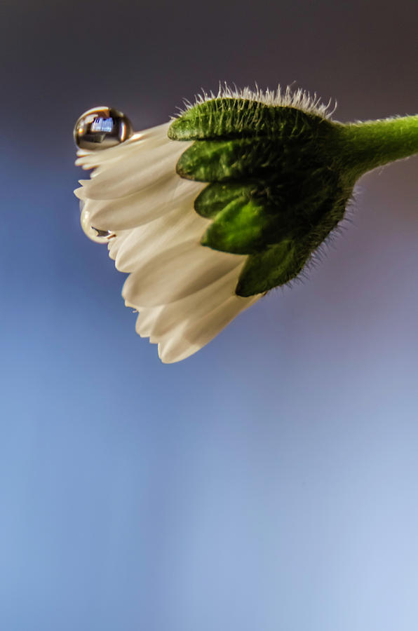 Daisy with a drop Photograph by Wolfgang Stocker