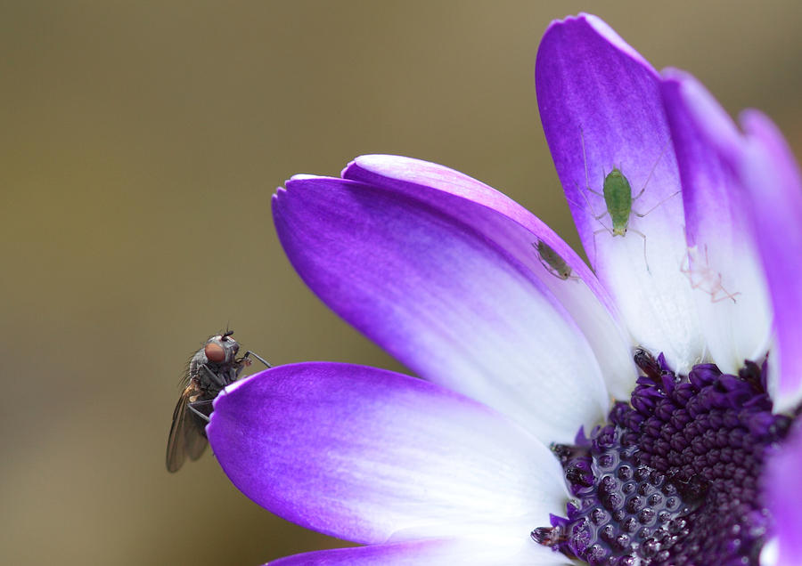Daisy with a fly Photograph by Chris Smith