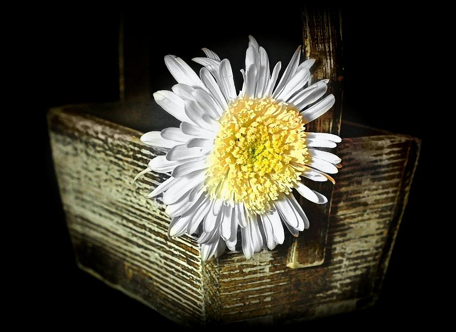 Daisy With Basket Photograph by Diana Angstadt