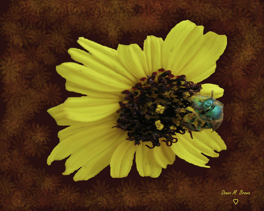 Daisy with Bee  Photograph by Donna Brown