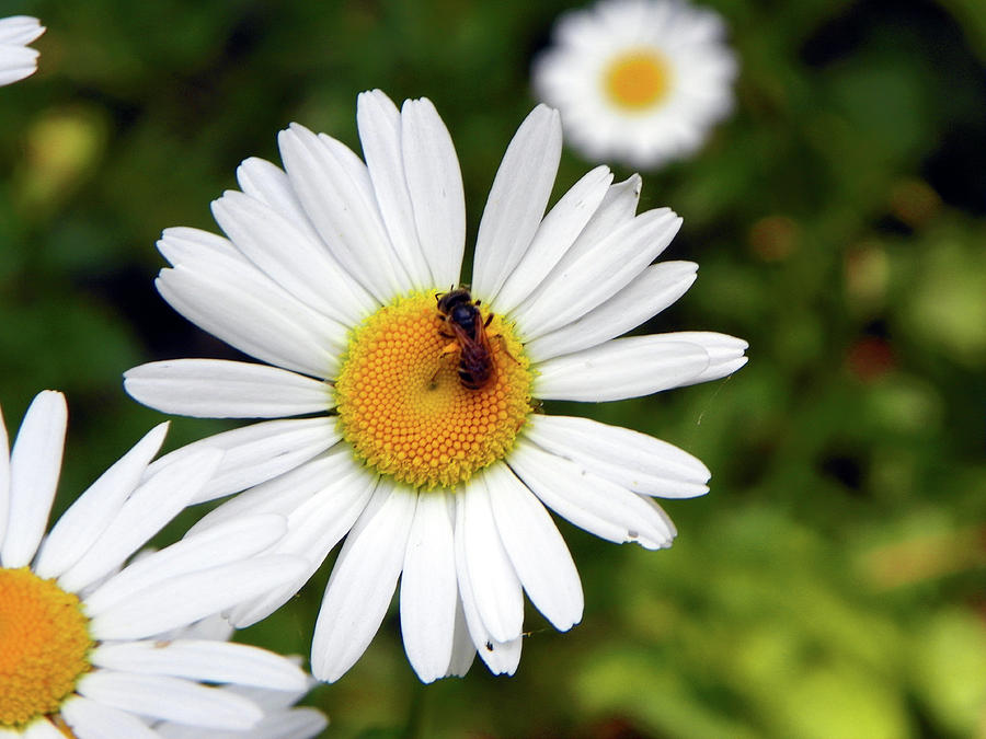 Daisy with Bee Photograph by Tina Barrett - Fine Art America