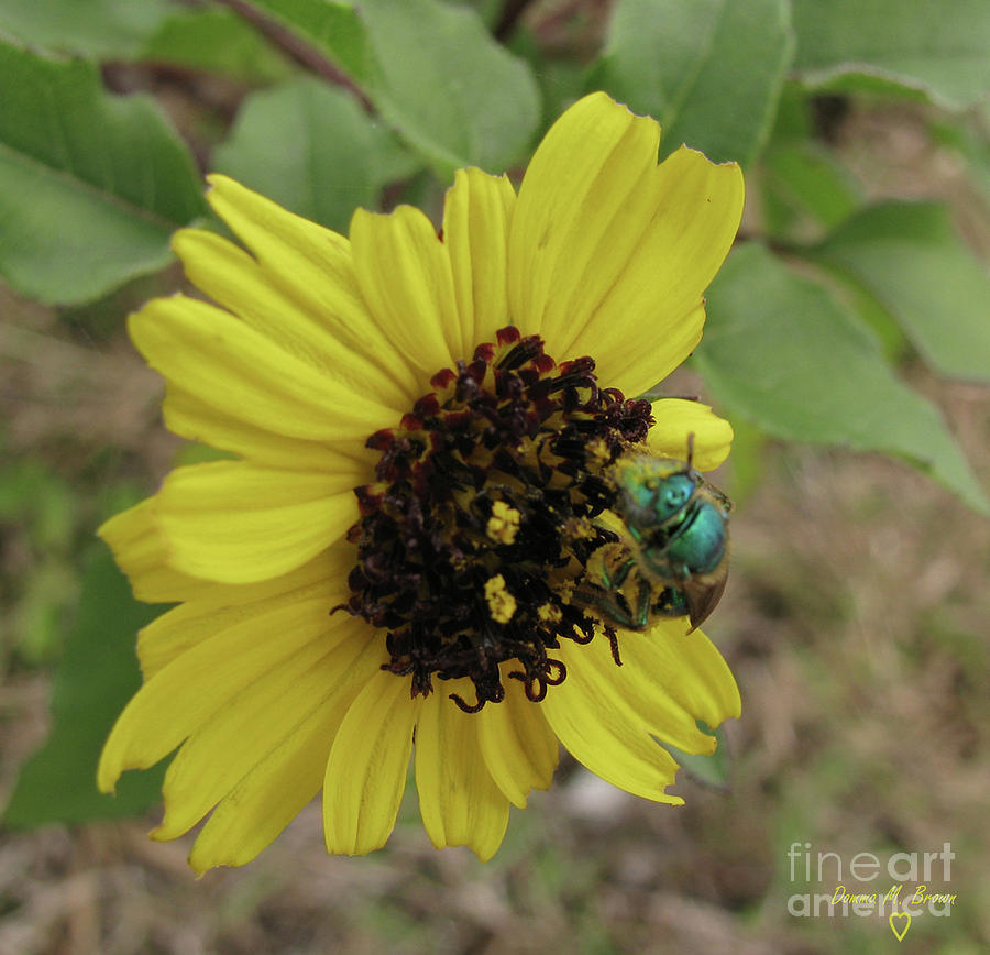 Daisy With Blue Bee Photograph by Donna Brown