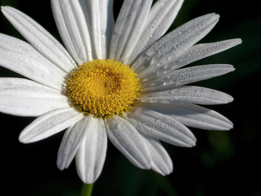 Daisy With Dew Drops Photograph