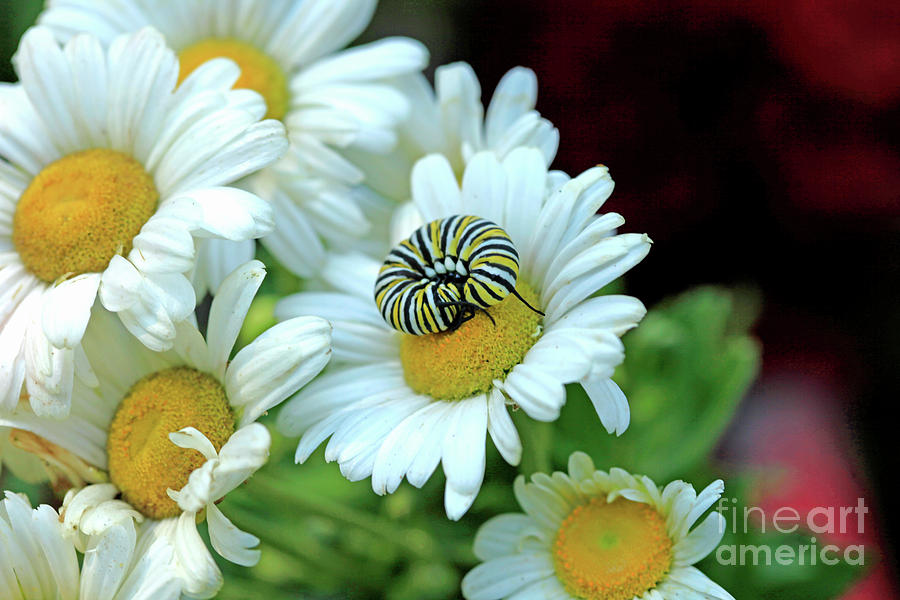 Daisy with Monarch Caterpillar Portrait Photograph by Luana K Perez