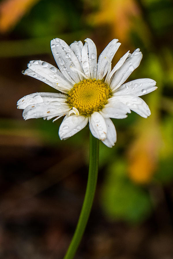 Daisy with Rain drops Photograph by Paul Freidlund